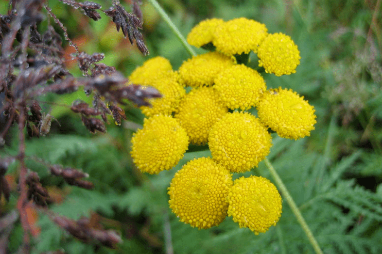 tansy za uklanjanje crva